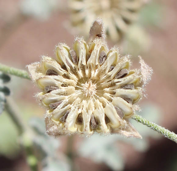  Sphaeralcea laxa